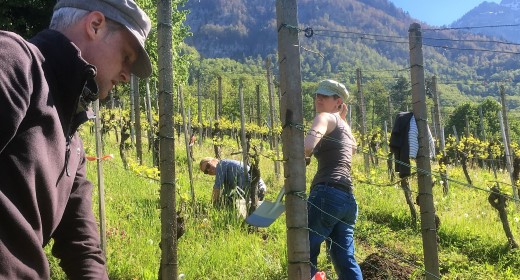 Weinberg der Zukunft, der biologische Joint venture