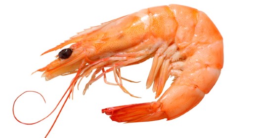Emmentaler Shrimps