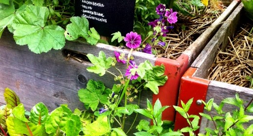Von Kräutern und Blüten