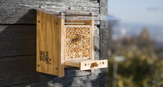 Wildbienen – pflegeleichte Balkonbewohner