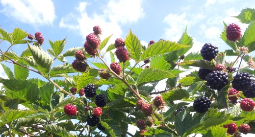 Aufs Land zu den Beeren!
