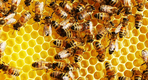 Rent a bee