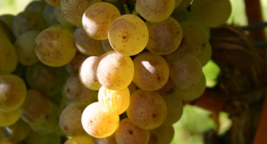 Vinipazzi