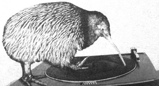 Kiwis